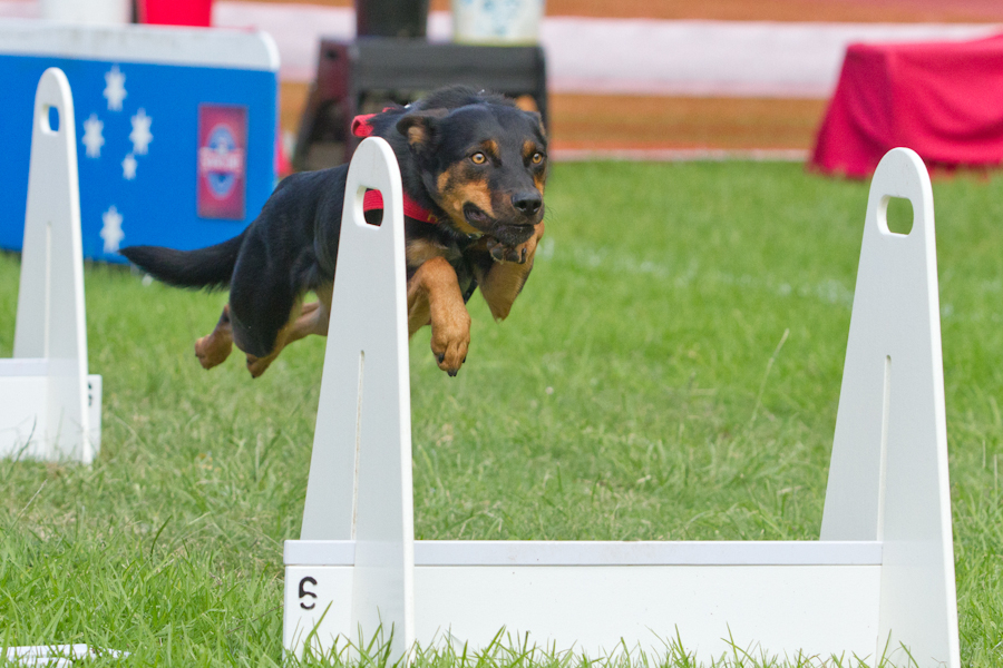 is flyball good for dogs