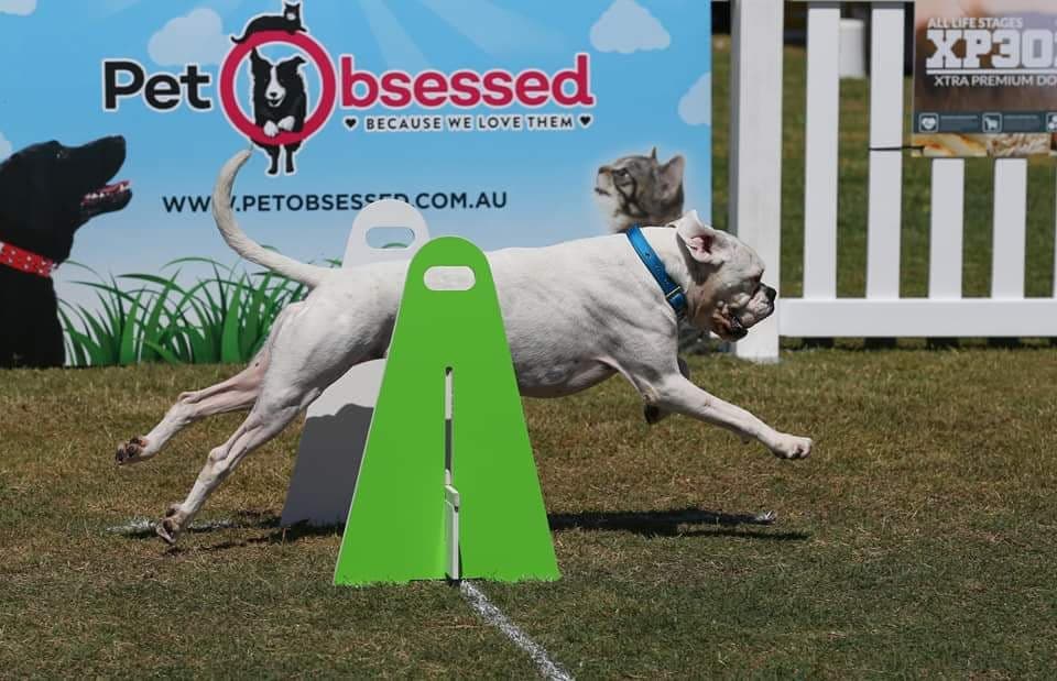 flyball nsw