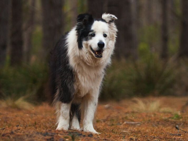 Flyball border collie