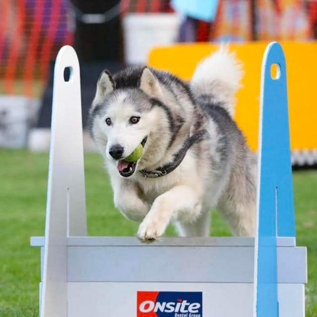 flyball castle hill
