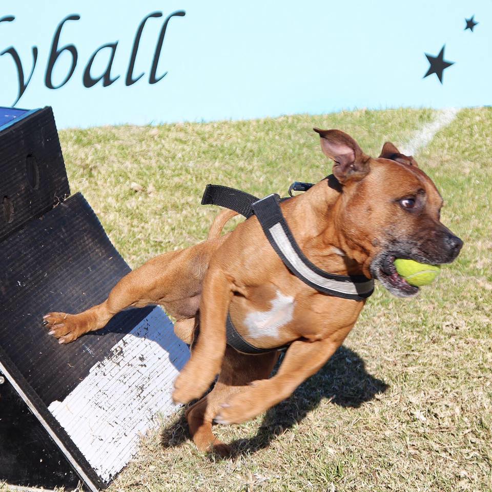 Flyball staffordshire bull terrier