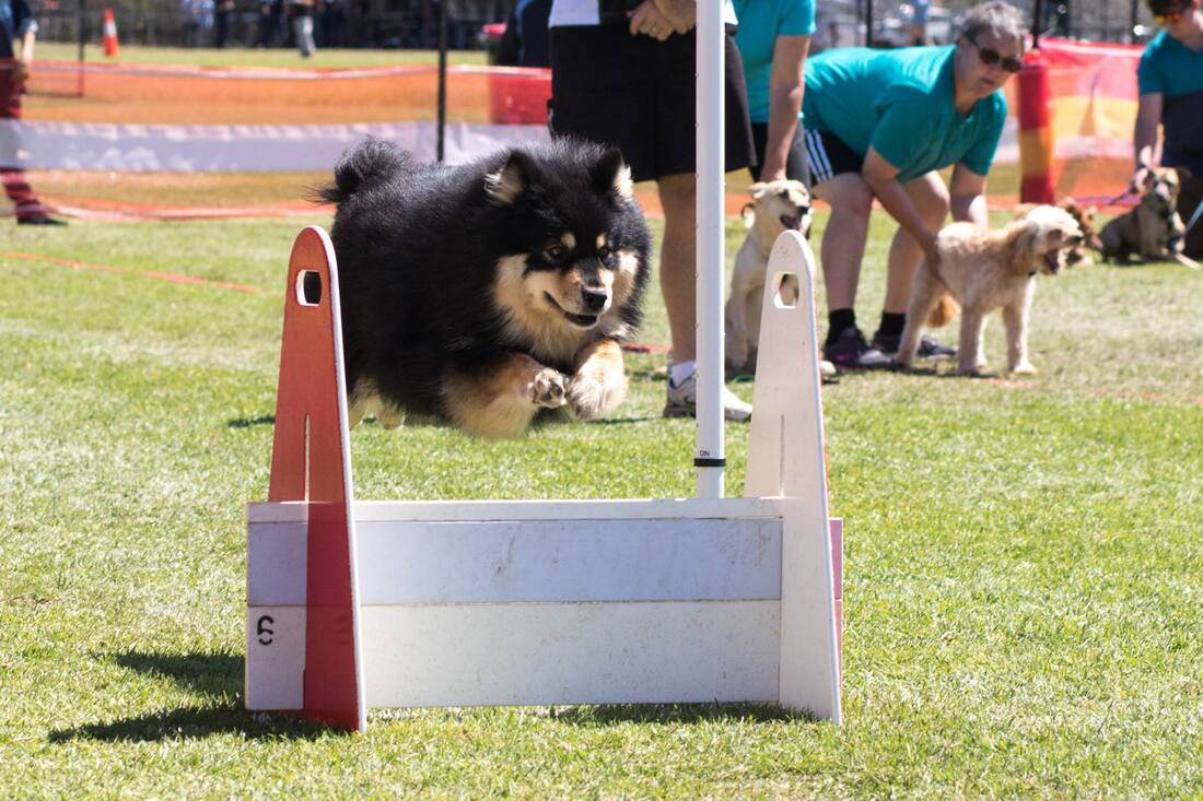 how to train a finnish lapphund to do flyball