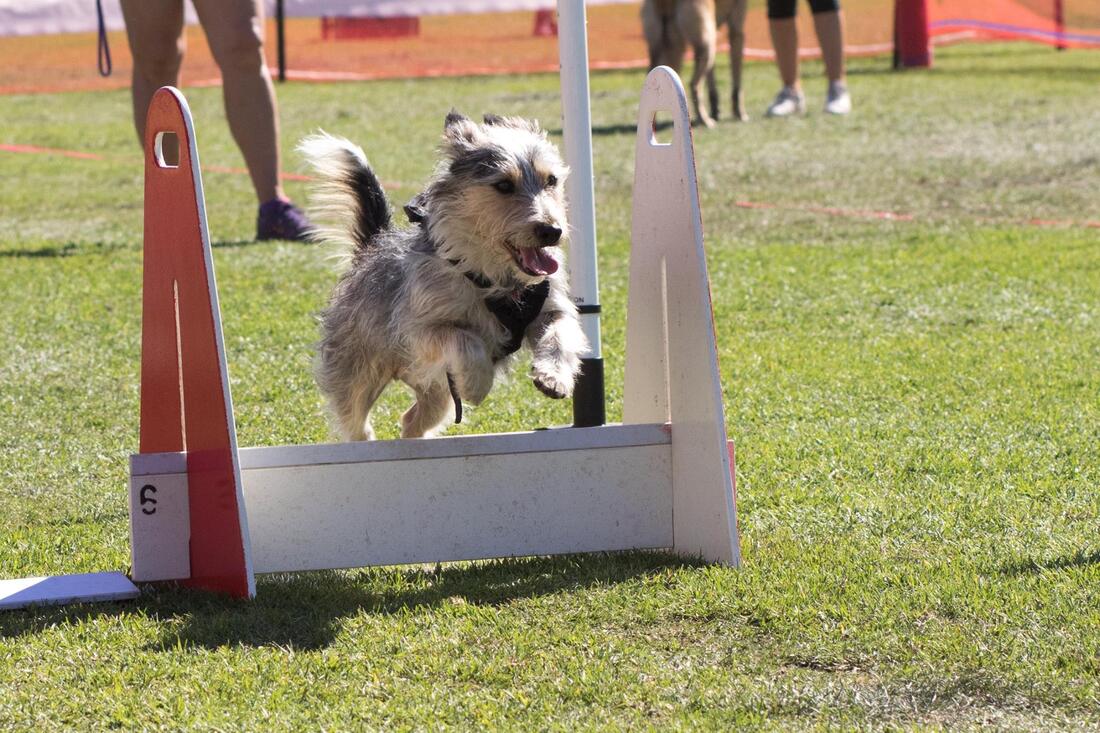 rescue dog flyball
