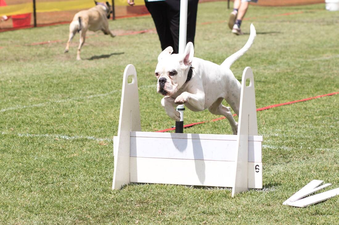 Flyball boxer