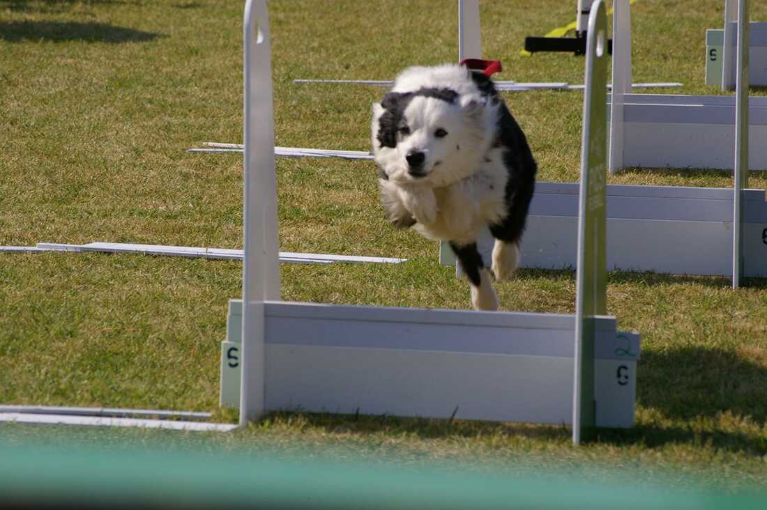 flyball racing border collie