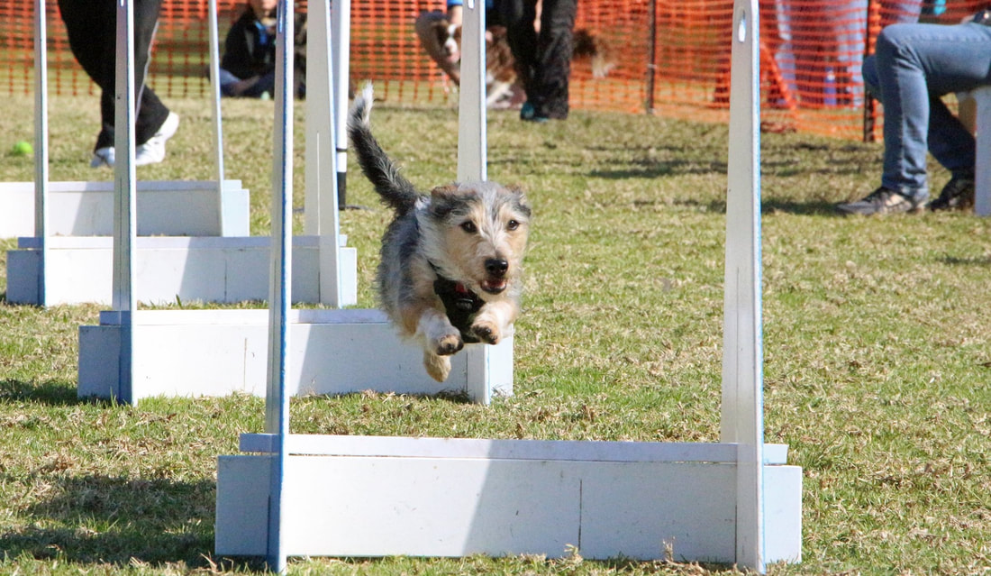training a terrier to do flyball