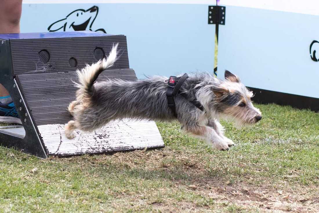 flyball terrier