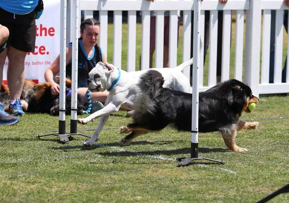 how does flyball work