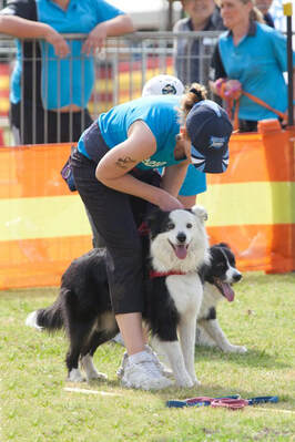 collie flyball