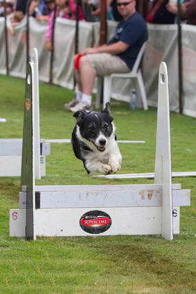 flyball training a border jack