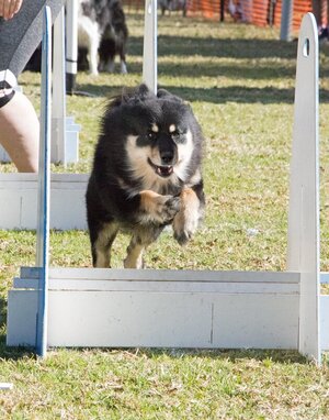 flyball lappie