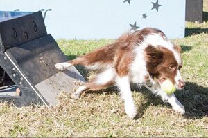 Flyball training a border collie