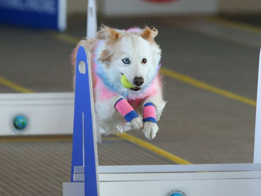 Flyball collie