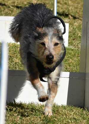 how to train a terrier to do flyball