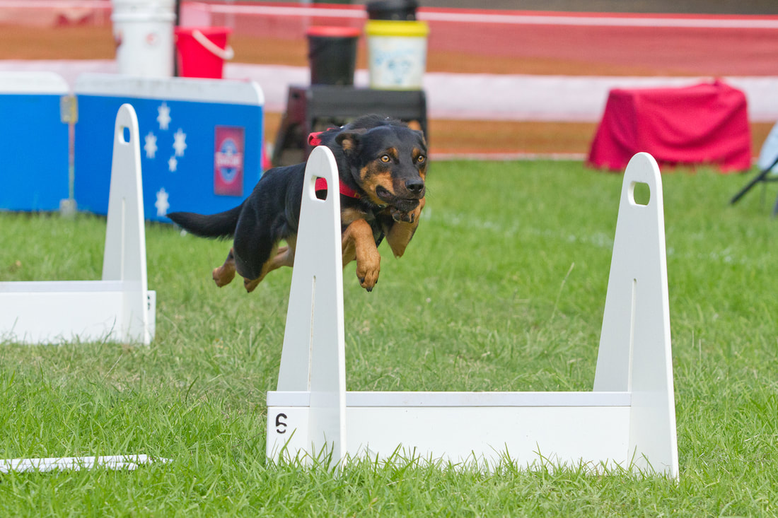 What is flyball?